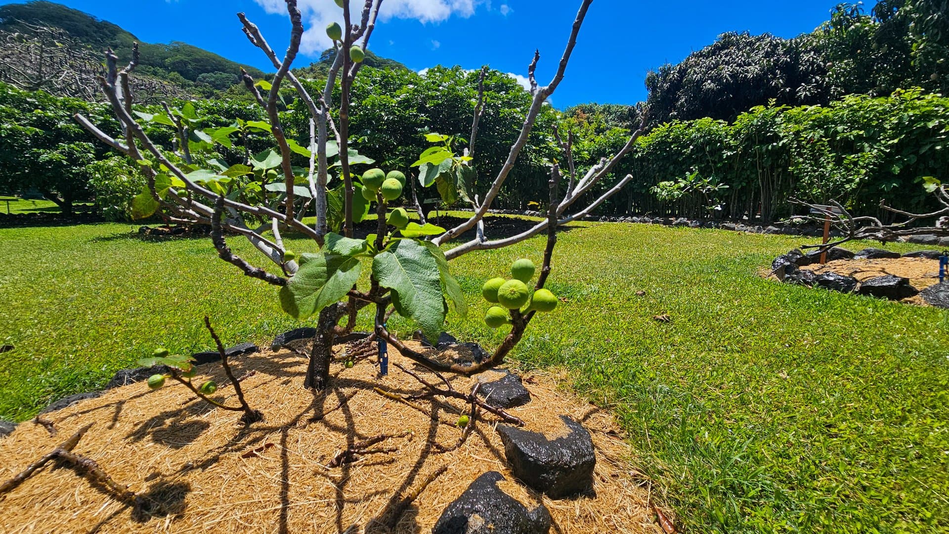 Exceptional Exotic Fruits Haven On Sunset Coast