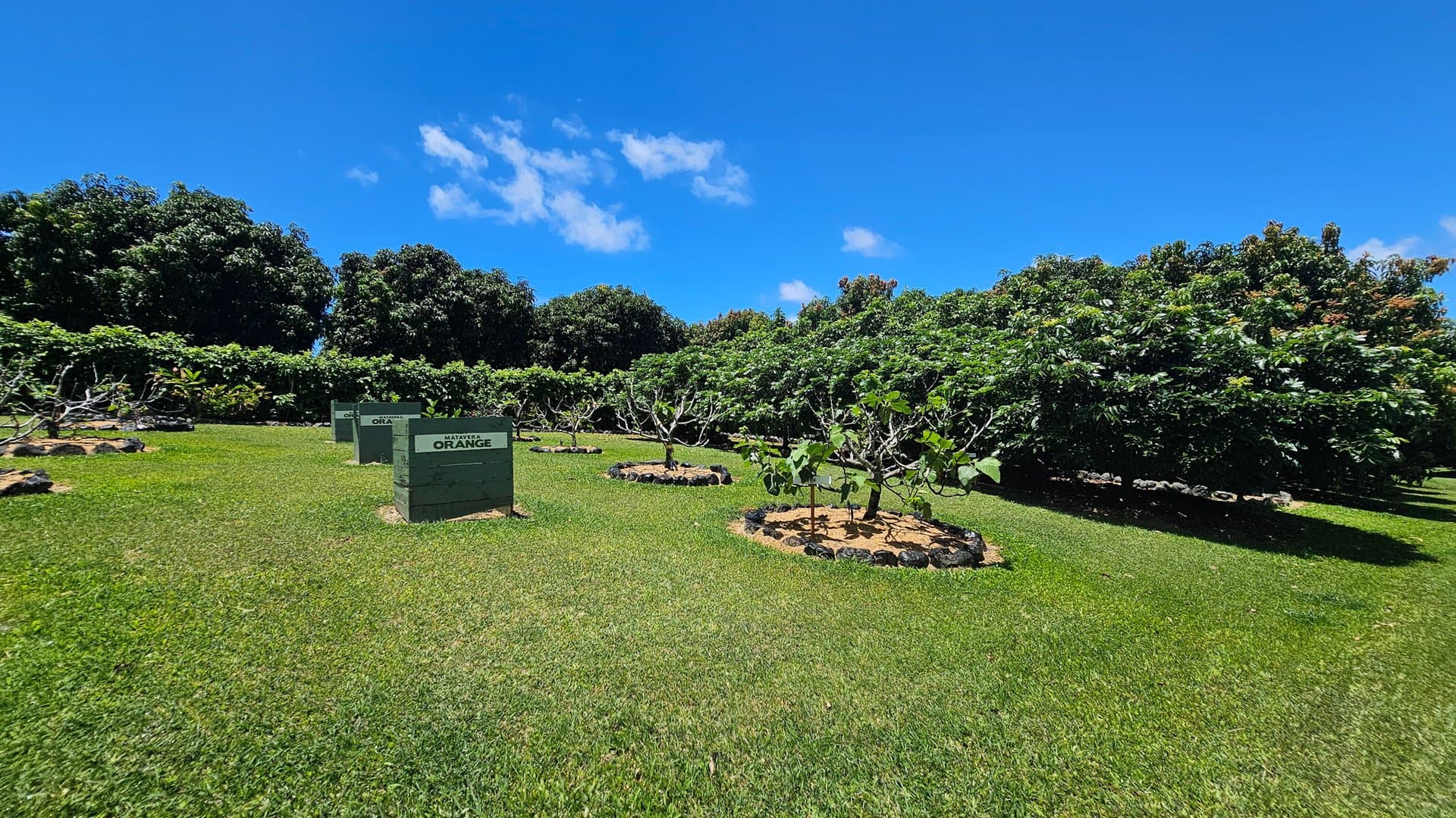 Exceptional Exotic Fruits Haven On Sunset Coast