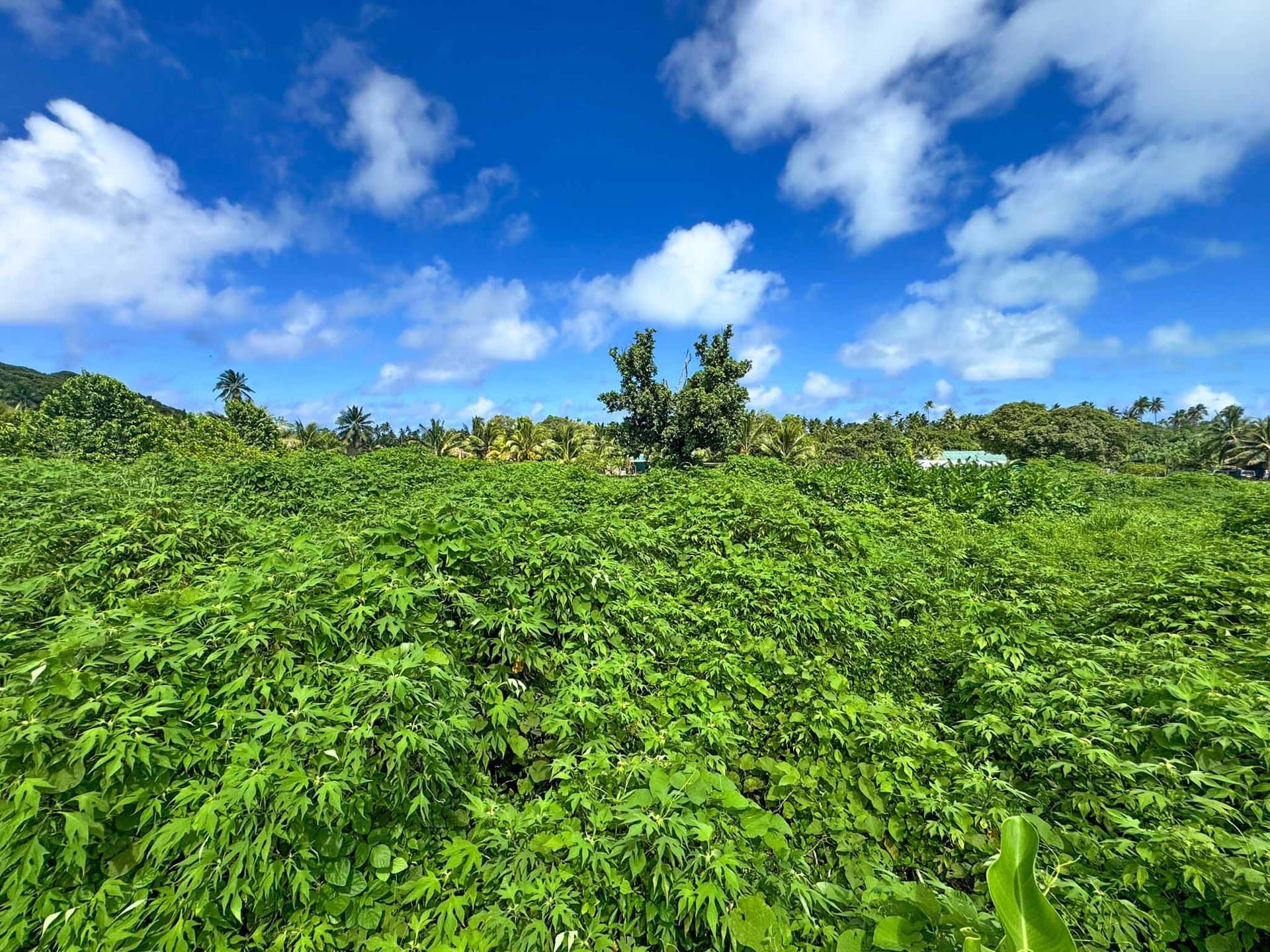 1,863 sqm Section in Aitutaki